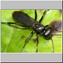 Anoplius nigerrimus - Wegwespe w04c 11mm OS-Hasbergen-Lehmhuegel-det.jpg